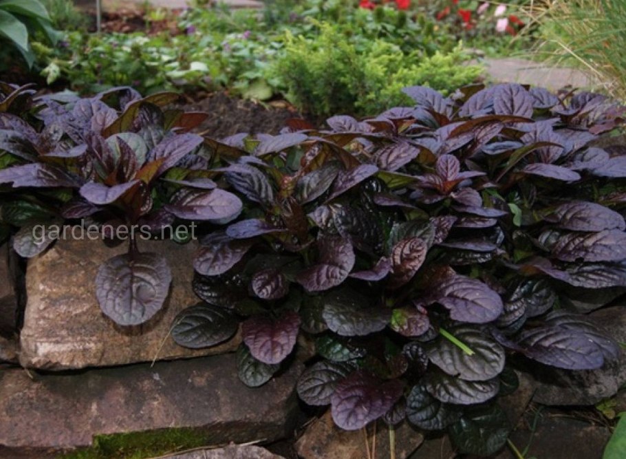 Живучка ползучая (Ajuga reptans `Atropurpurea`)