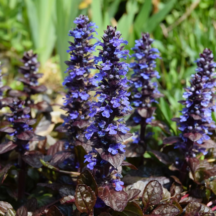 Живучка Блуберри