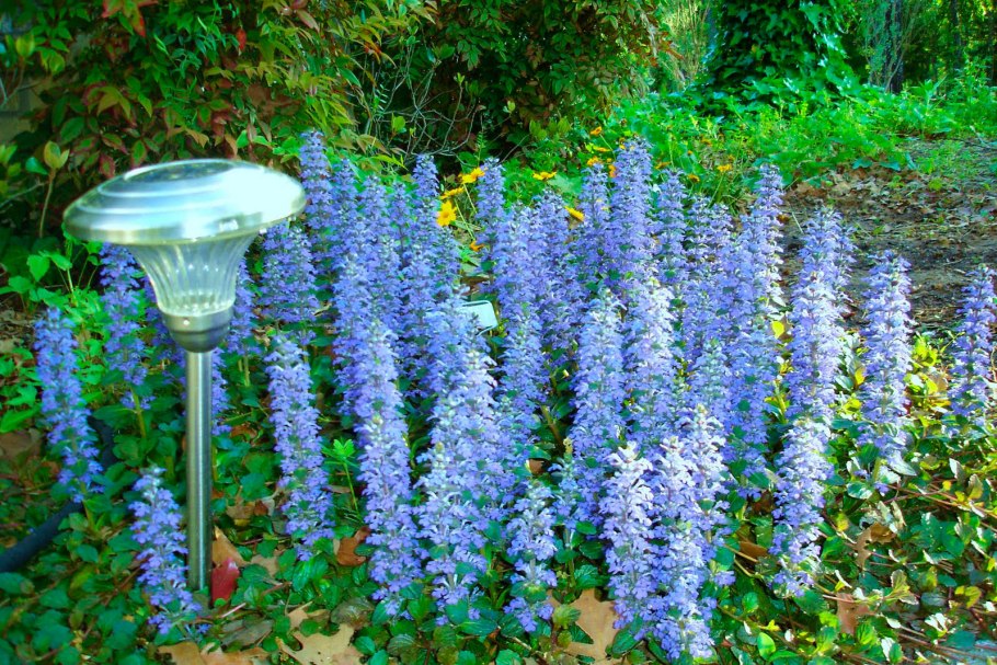 Многолетник живучка ползучая