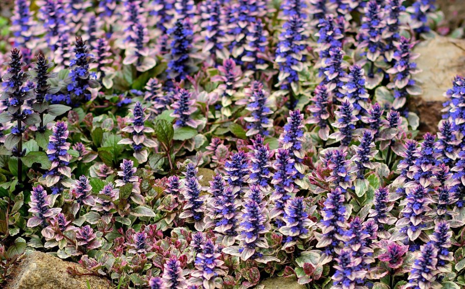 Живучка ползучая (Ajuga reptans)