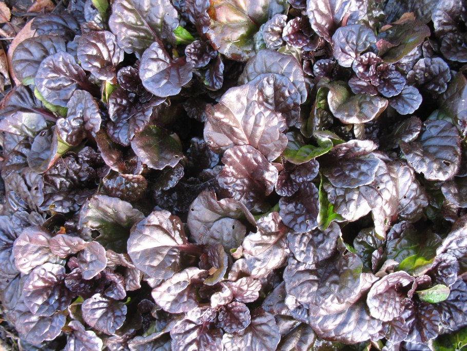 Живучка (Ajuga)