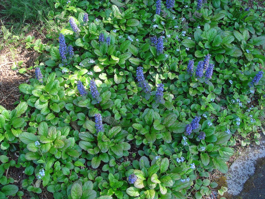 Живучка ползучая Браунхерц