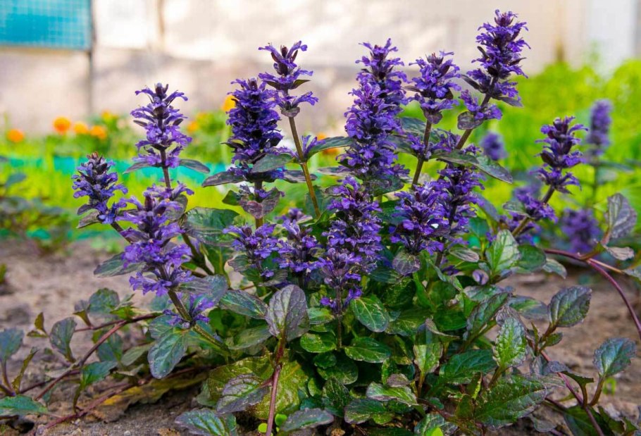 Живучка ползучая пурпурная