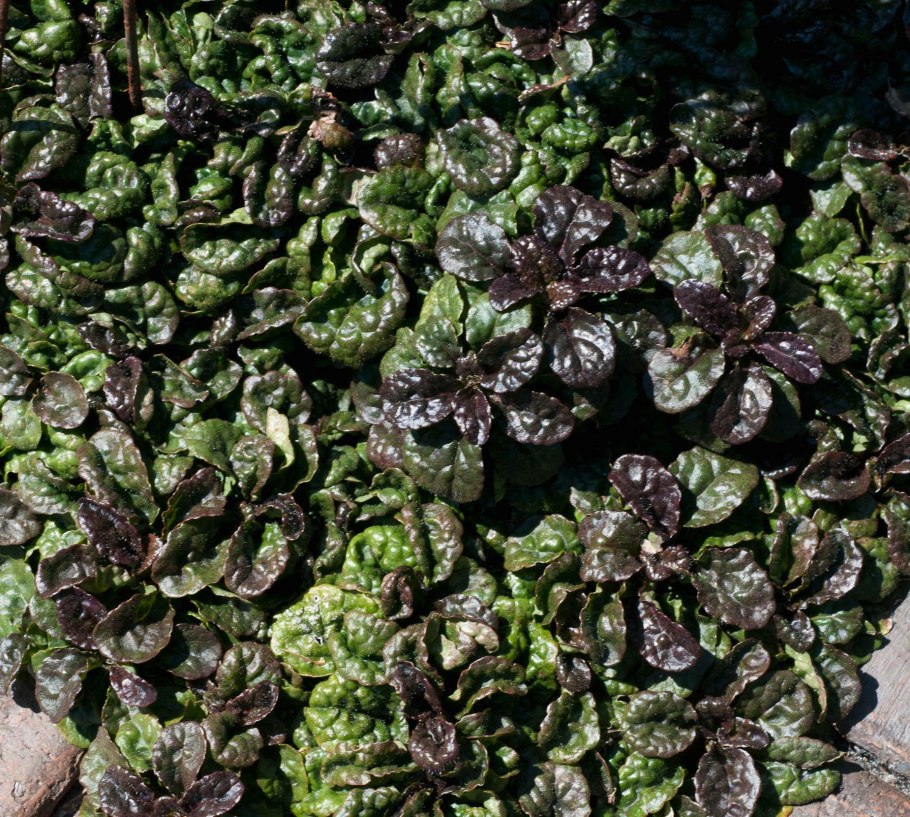 Живучка ползучая Женевская