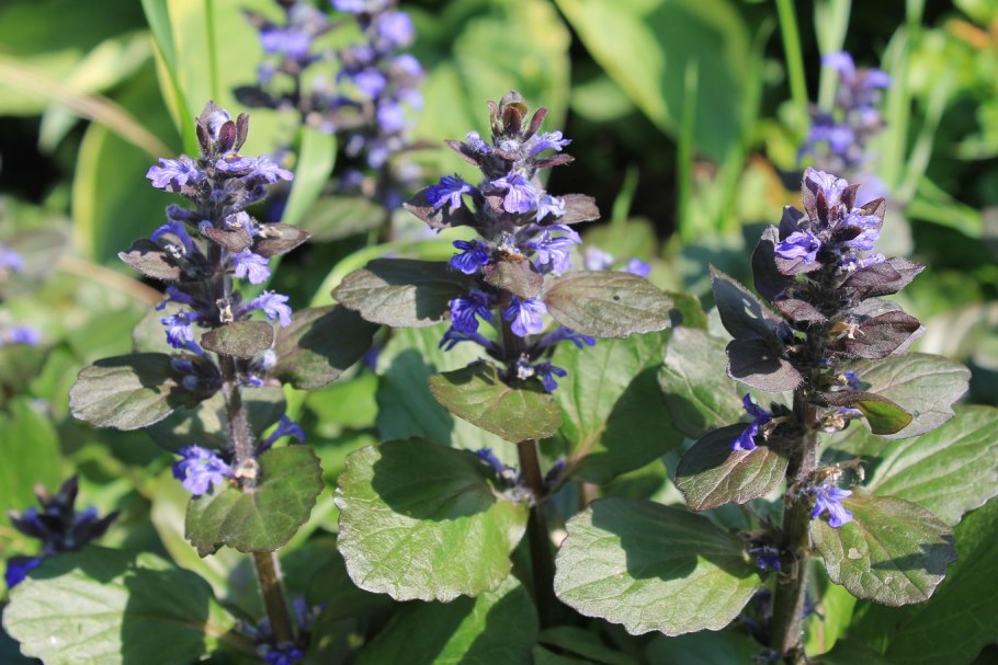 Живучка женевская хелена