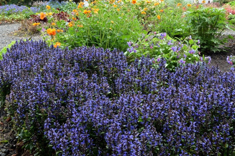 Живучка Ajuga reptans Blueberry Muffin