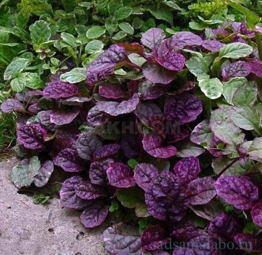 Живучка ползучая шоколад чип