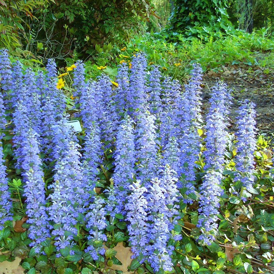 Живучка ползучая (Ajuga reptans)