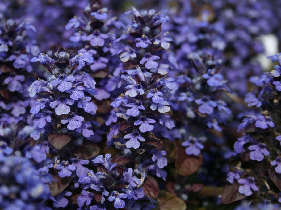 Живучка ползучая atropurpurea