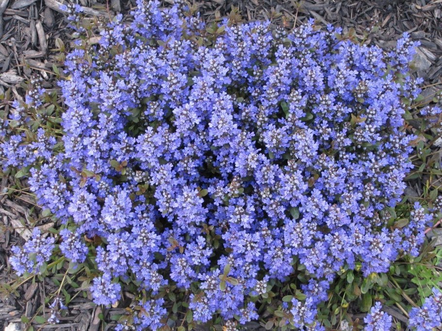 Живучка ползучая Chocolate Chip