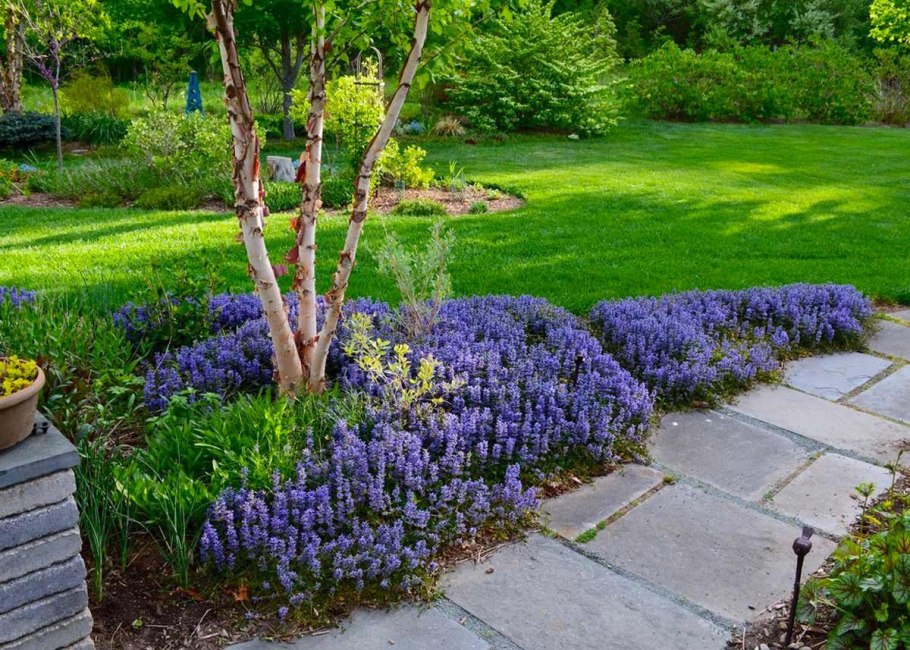 Живучка ползучая в ландшафте