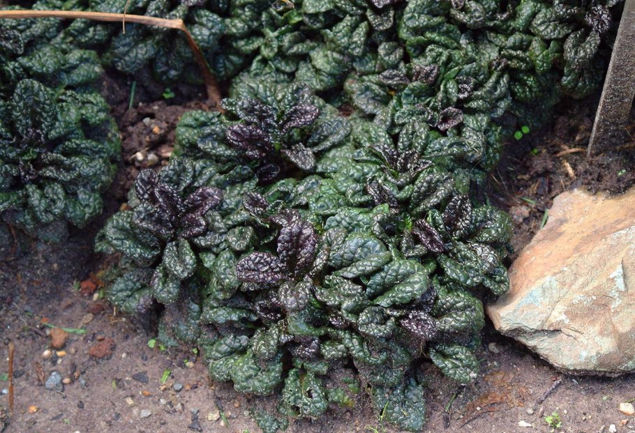 Живучка ползучая бургунди Глоу