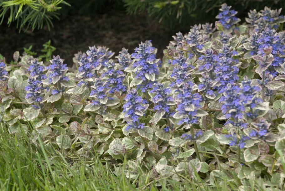 Живучка ползучая в ландшафте