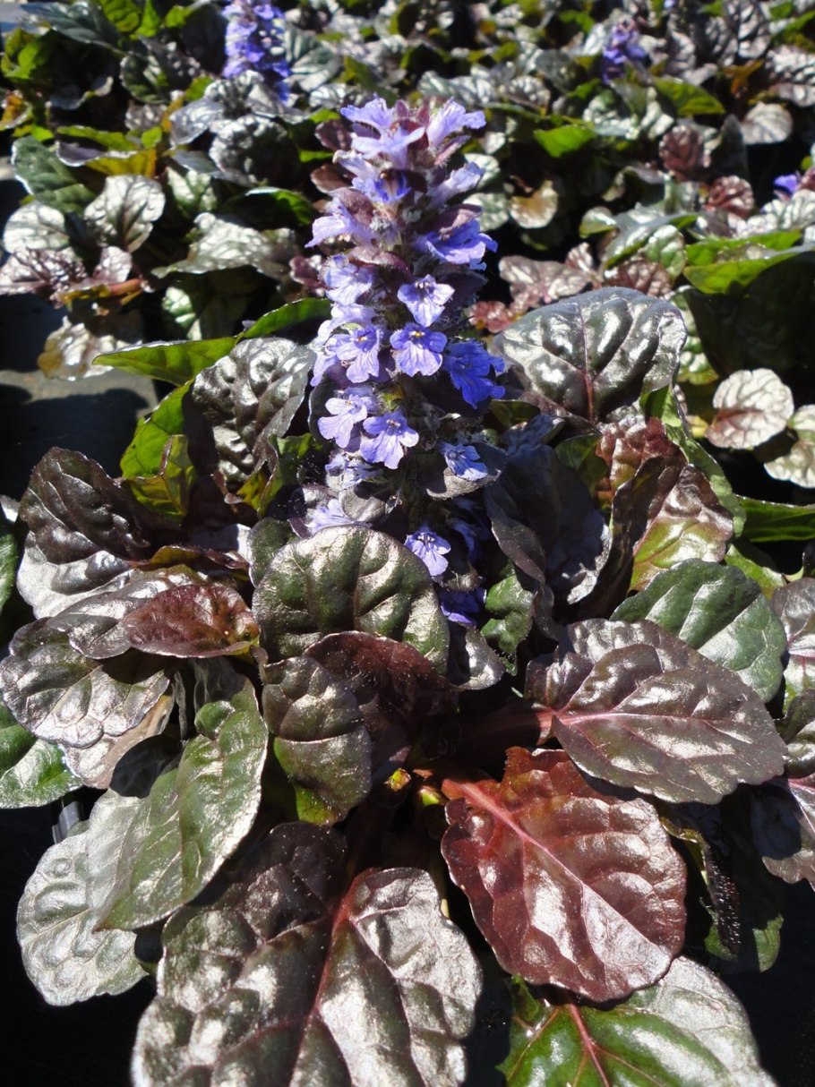 Живучка ползучая Black Scallop