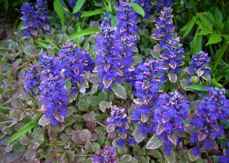 Живучка ползучая Альба