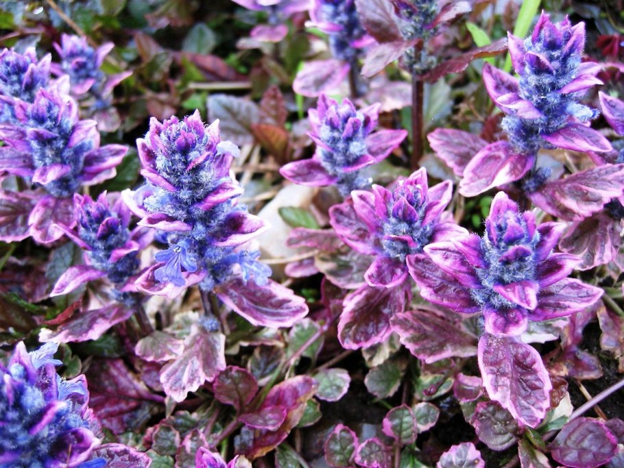 Живучка ползучая