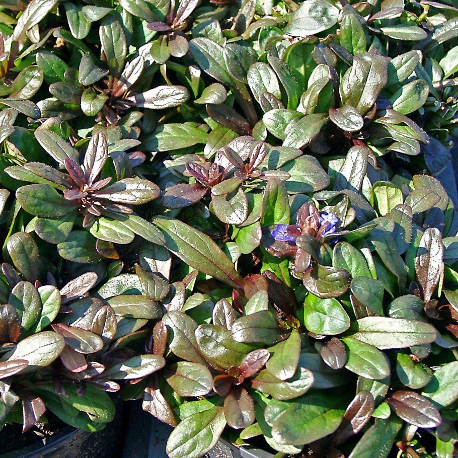 Живучка ползучая