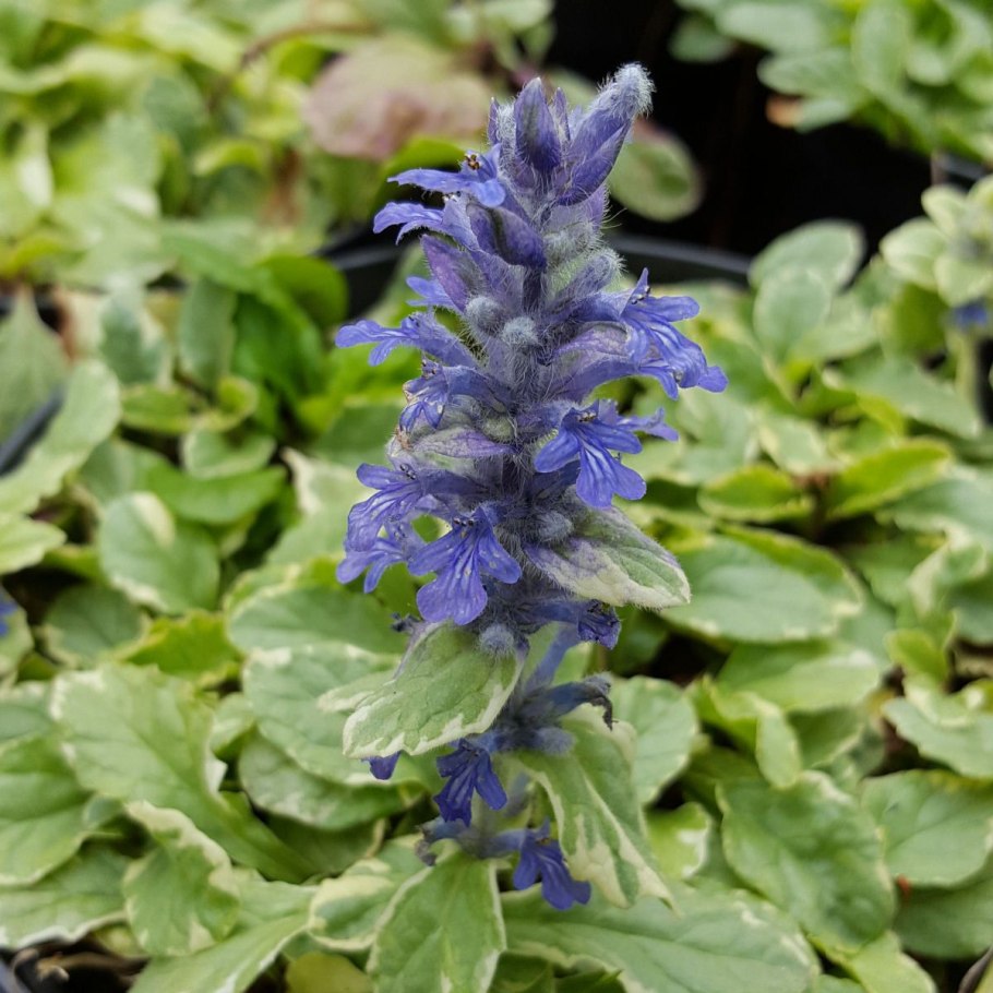 Живучка ползучая ajuga reptans