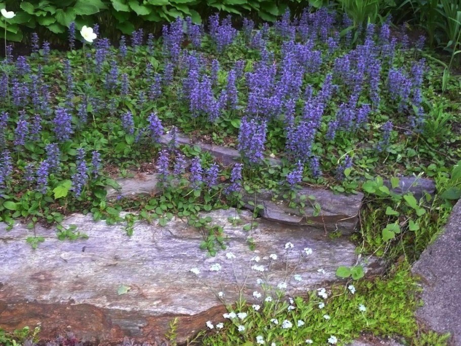 Живучка ползучая в ландшафтном