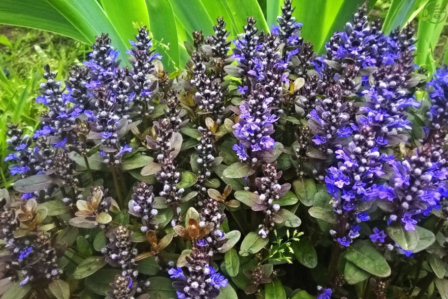 Аюга живучка ползучая