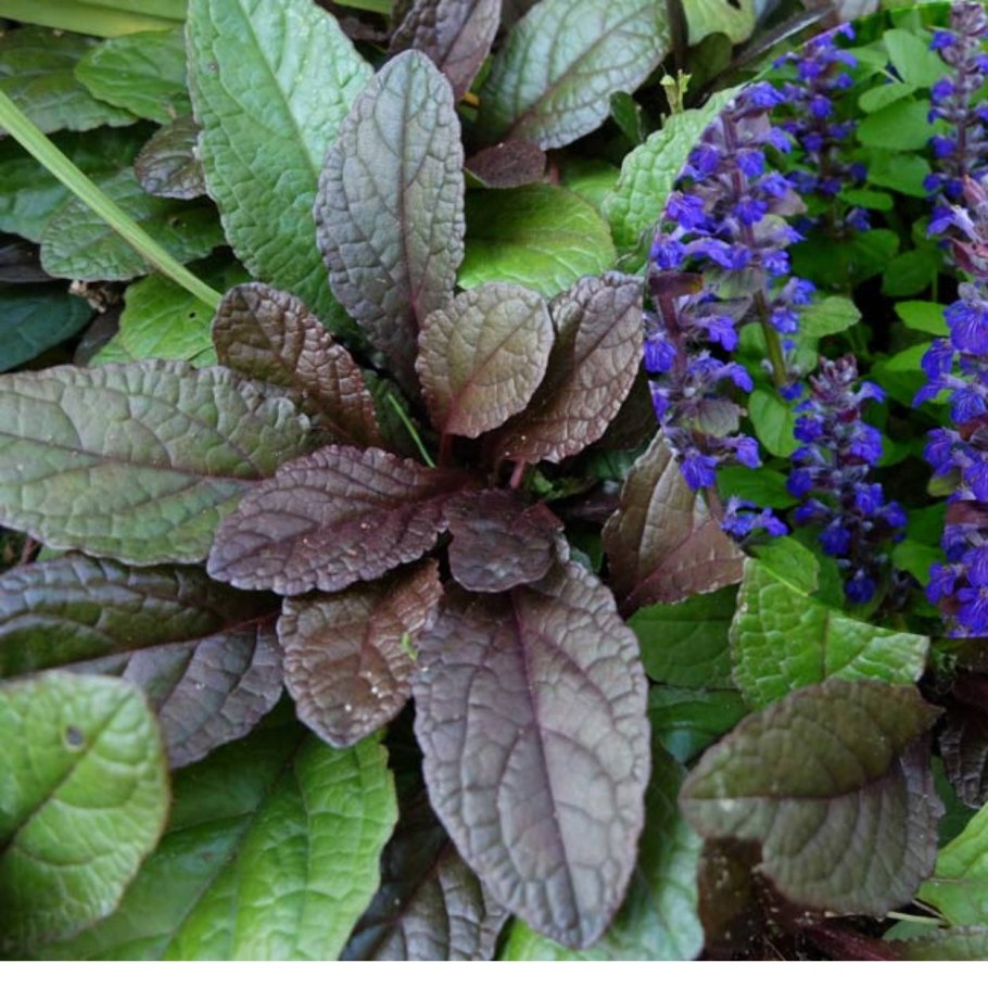 Живучка Атропурпуреа