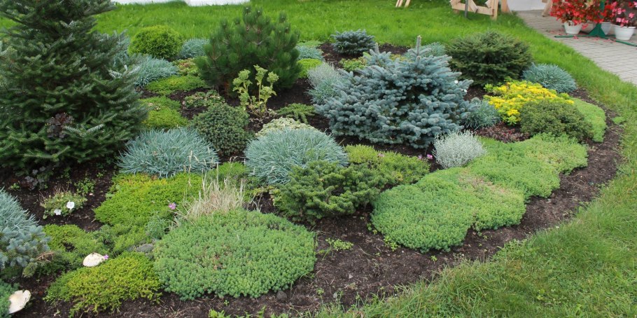 Ель Нидиформис рокарий