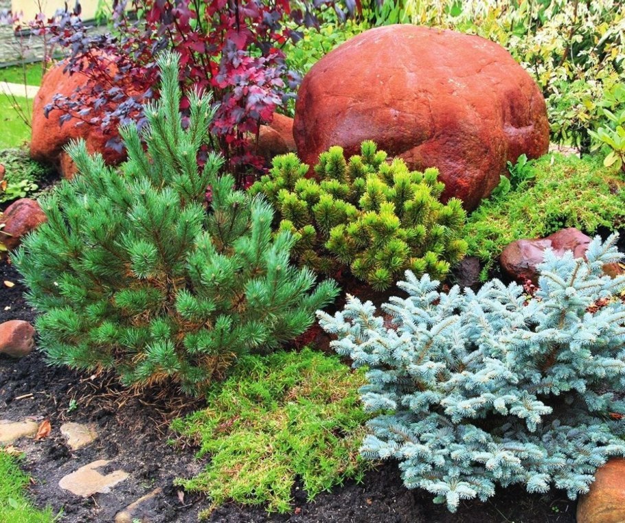 Глаука Глобоза и Горная сосна