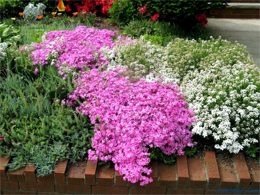 Флокс шиловидный на клумбе