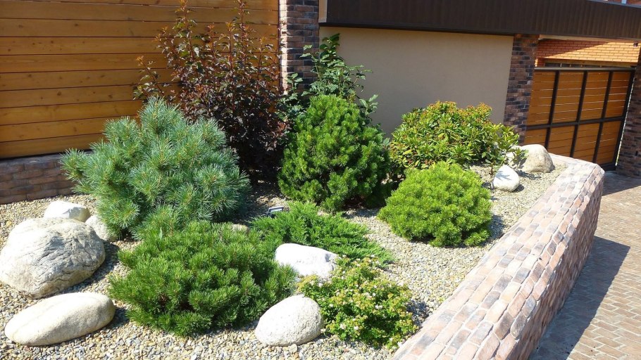 Альпийская горка кедр Горная сосна