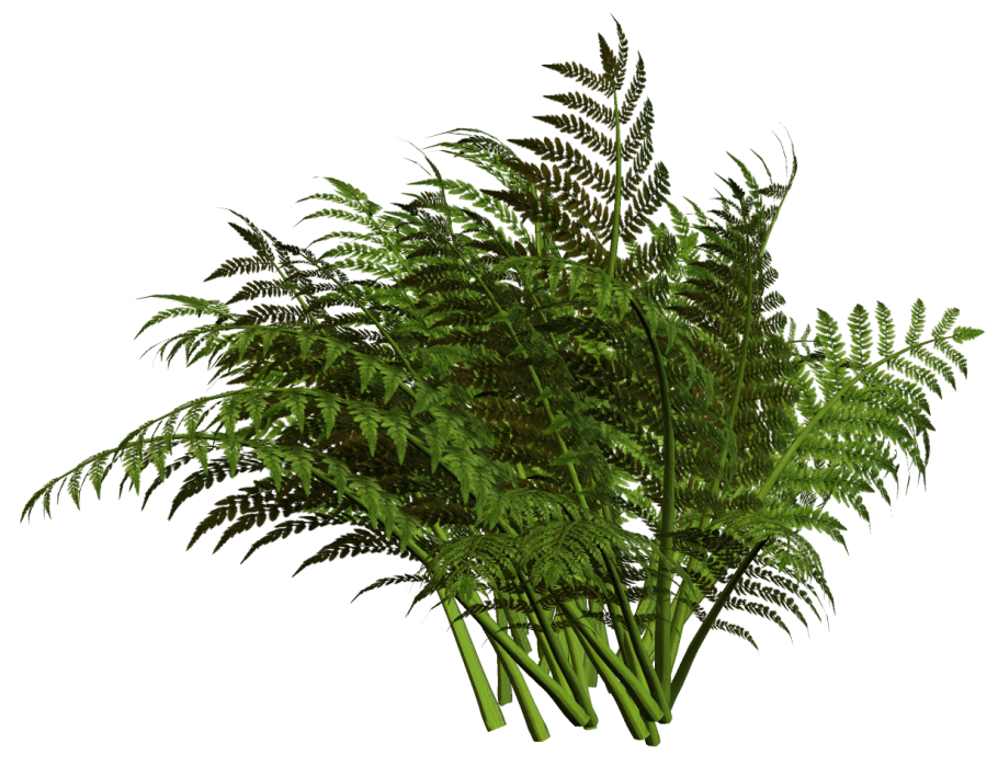 Папоротник транспарент