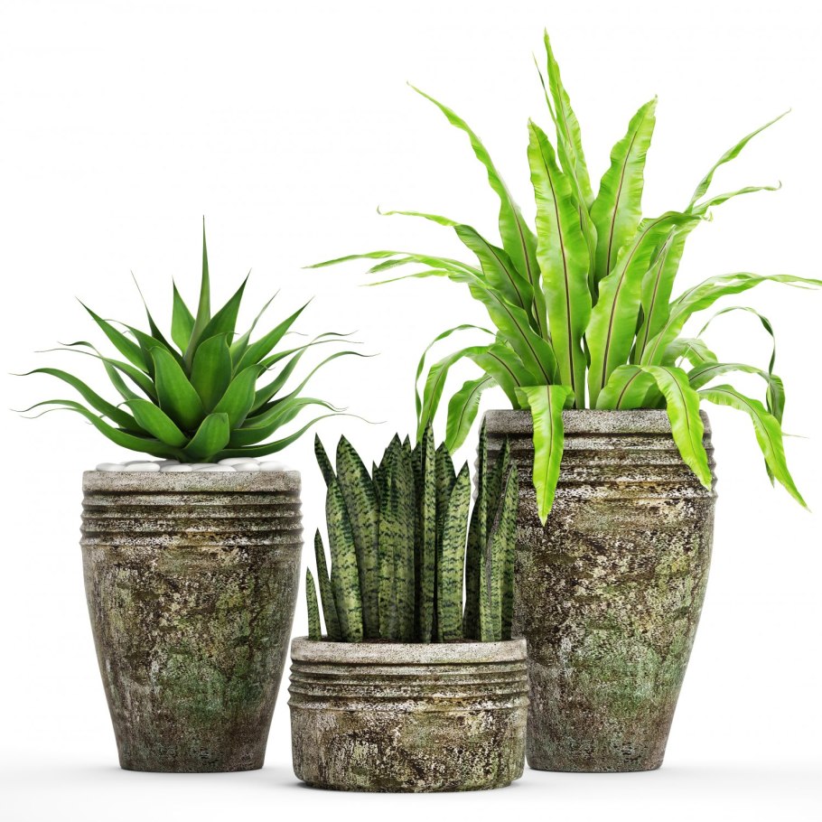 Сансевиерия в большом горшке