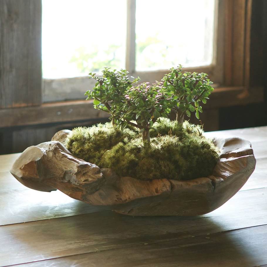 Мох в горшке