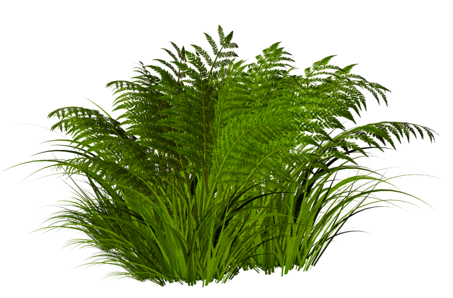 Папоротник пальмы цветы