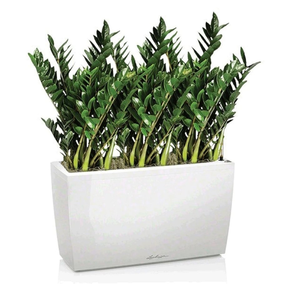 Замиокулькас замиелистный