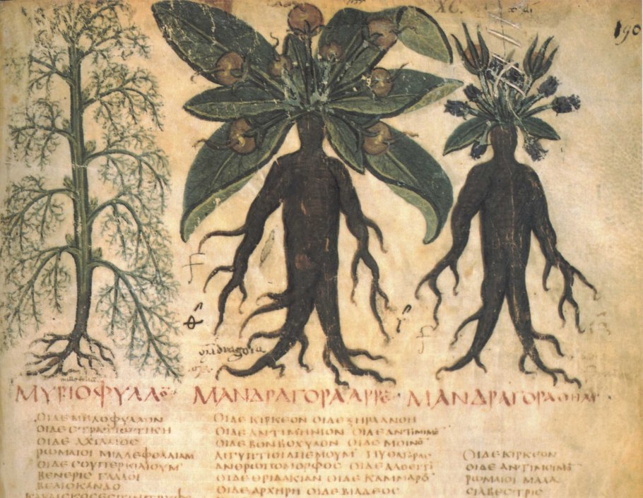 Мандрагора Бестиарий