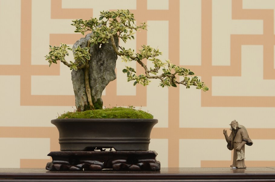 Комнатные цветы древней Греции