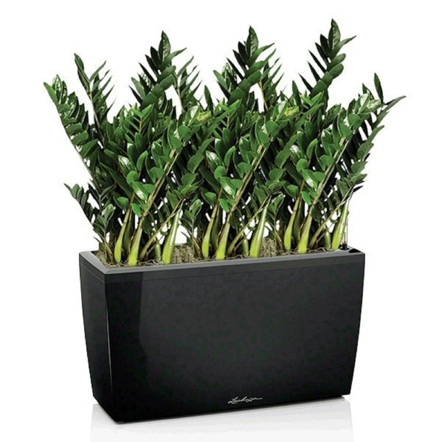 Замиокулькас в кашпо Лечуза