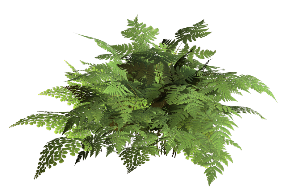 Ботанические иллюстрации тропические растения