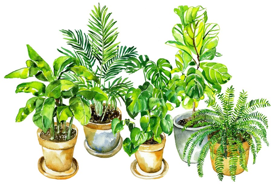 Комнатные растения без фона