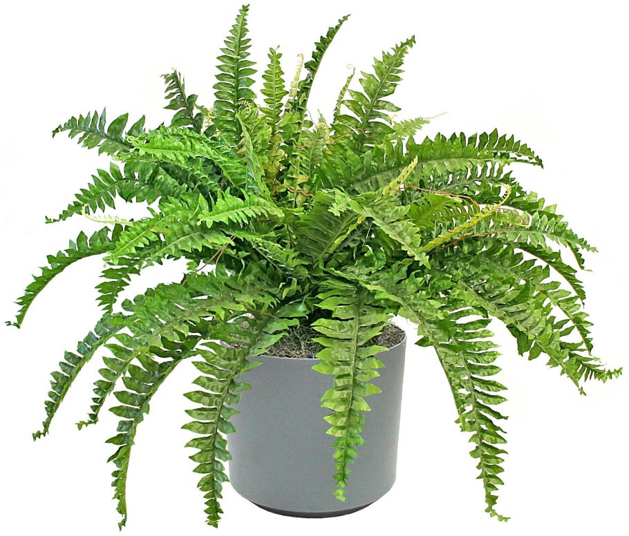 Папоротник таиландский Винделова