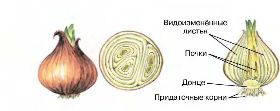 Поперечный срез луковицы лука