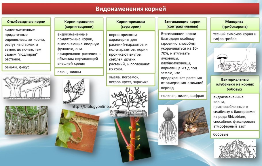 Видоизмененные корни микориза