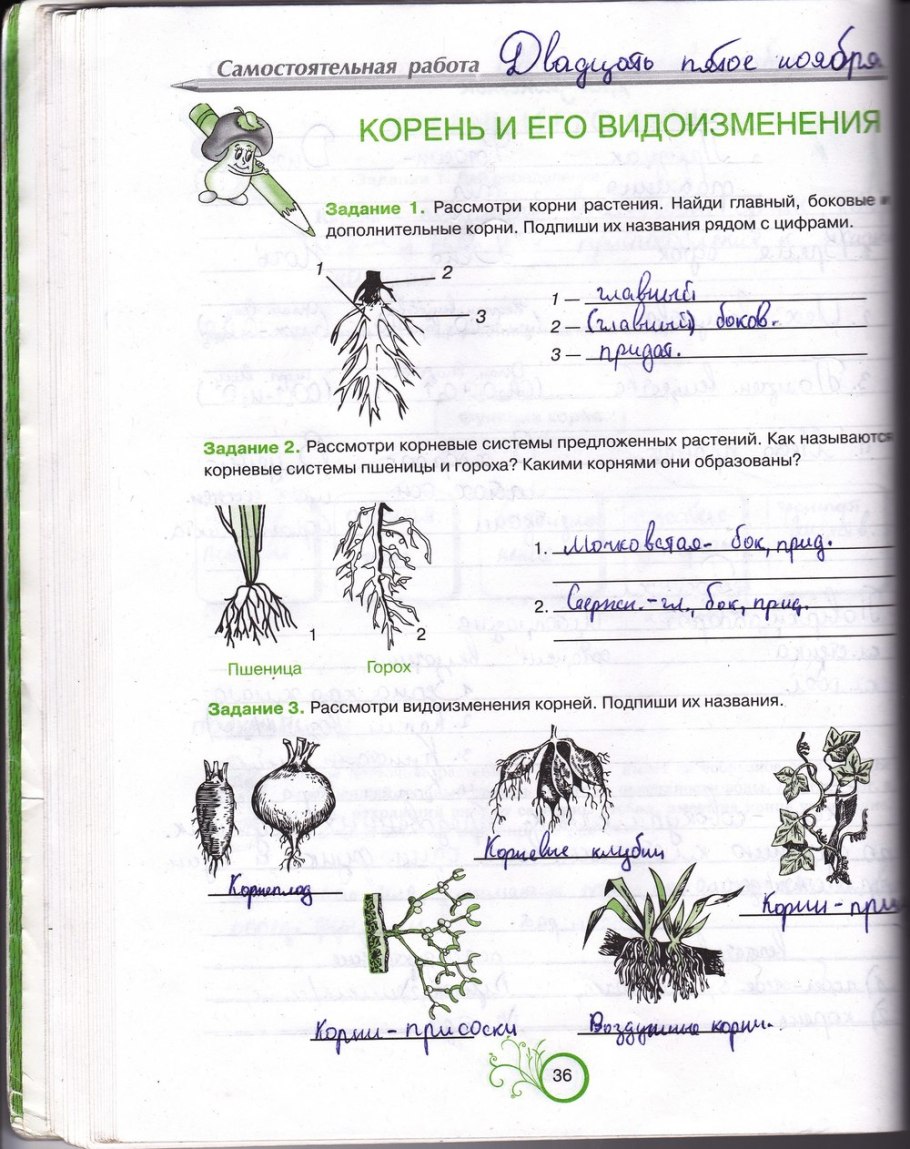 Тест по биологии 6 корень