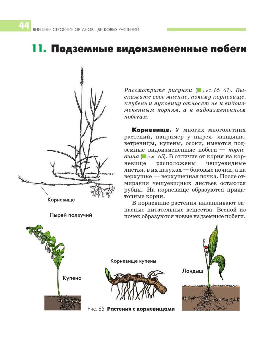 Корневище подземный побег