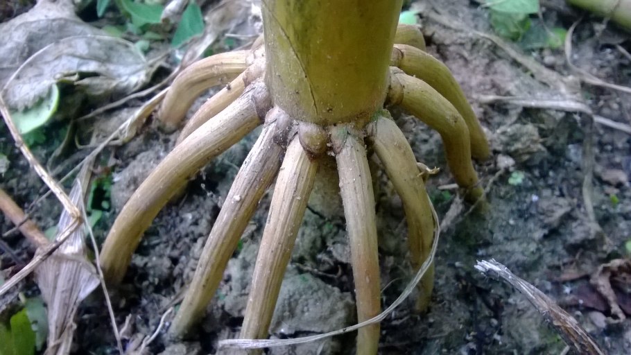 Ходульные корни кукурузы