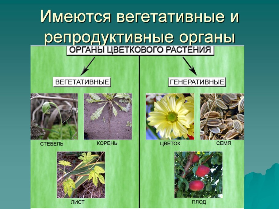Генеративные органы цветковых растений