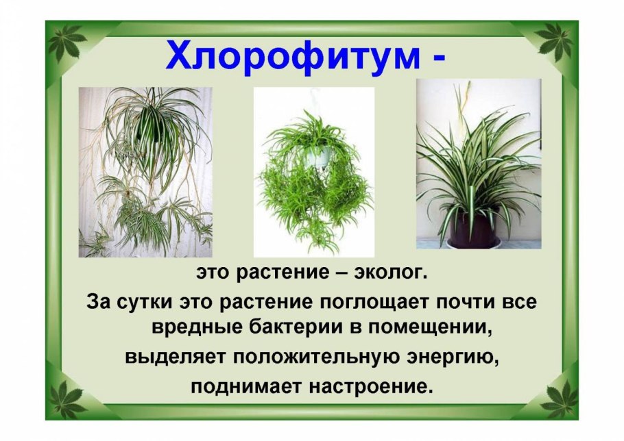Проект о комнатных цветах