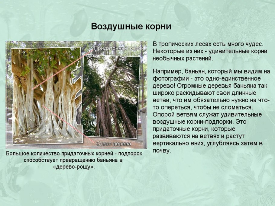 Интересные факты о корнях растений