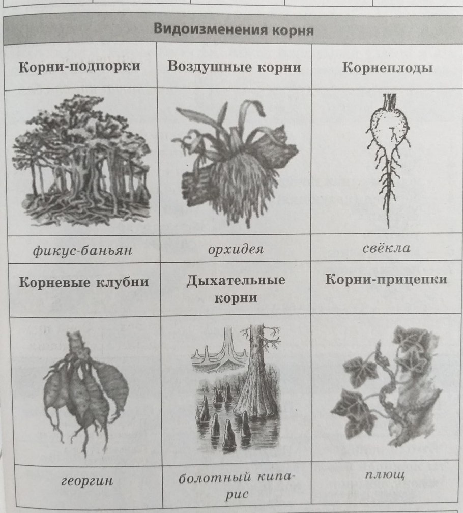 Аналогичные органы у растений и животных