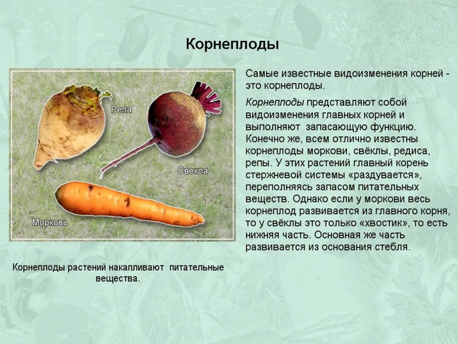 Вегетативное размножение растений черенками